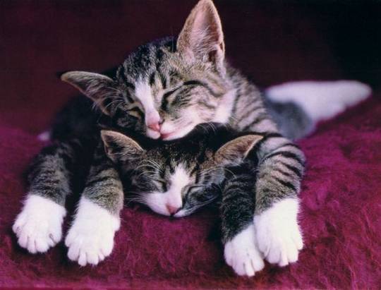 funny_cute_animals_5.jpg