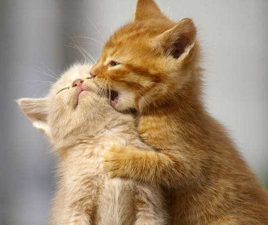 funny_cute_animals_7.jpg