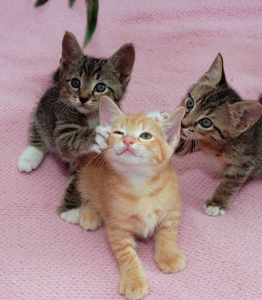 funny_cute_animals_33.jpg