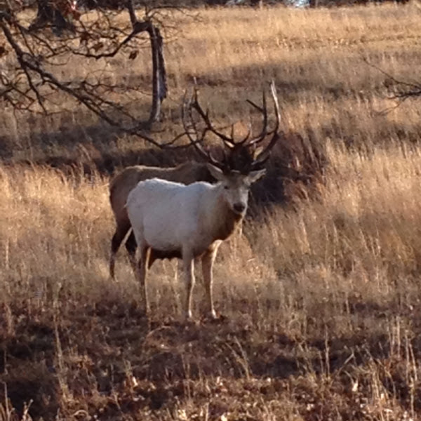 Albino elk Project Noah