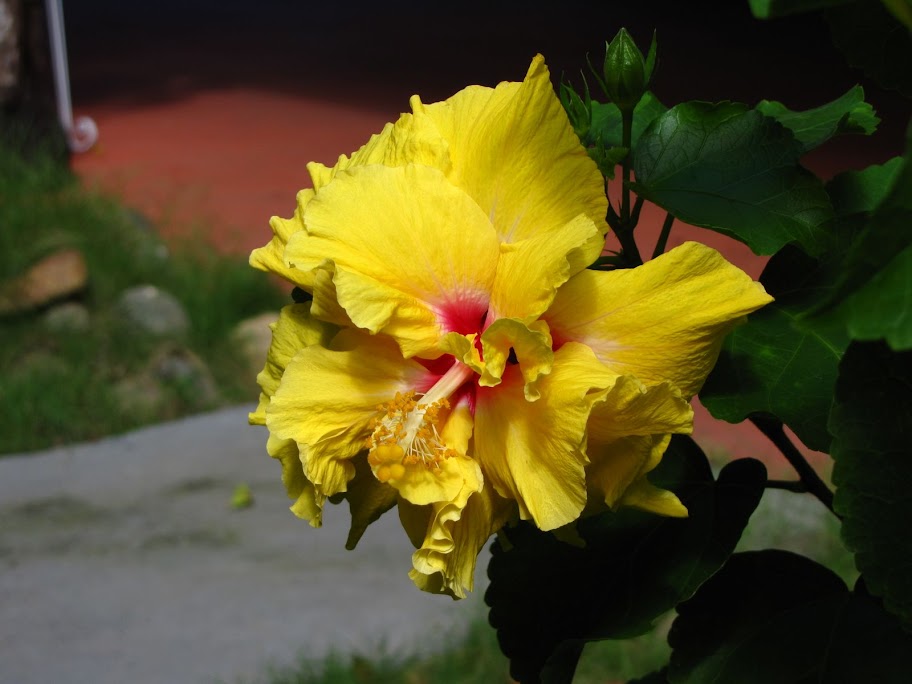 IMAGE: http://lh6.ggpht.com/_IuX7HFW79wM/Si0zEkKu8cI/AAAAAAAAAGY/UyoAaKgDd-I/s912/IMG_1065.JPG