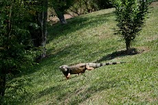 IMG_4149.jpg