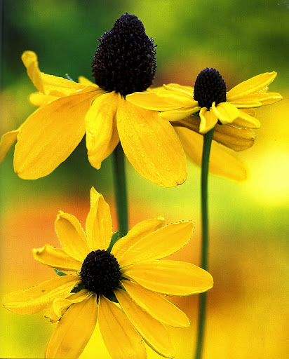Rudbeckia Maxima - Giant Coneflower