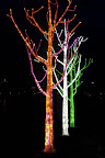 lighttree33 Sombra... y mucha luz