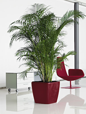 1 quadro43 scarlet300 10 beneficios de tener una planta en casa
