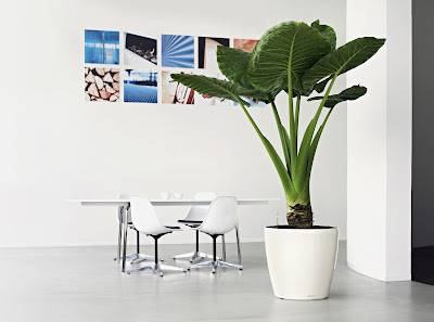 1 classico50 white300 10 beneficios de tener una planta en casa