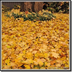 photobytrusz_woodycrest_oct30_2009_005