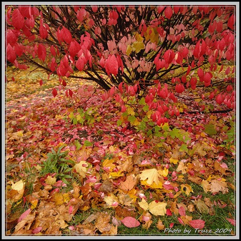 [photobytrusz_woodycrest_oct30_2009_004[2].jpg]