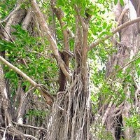 Thumbnail image for The Old Enchanted Balete Tree in Siquijor