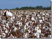 mississippi_cotton_large