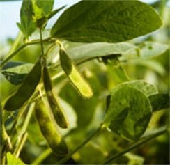 [bean 1[4].jpg]