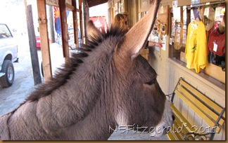 IMG_5337 IMG_5337