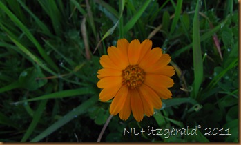 IMG_5715 IMG_5715