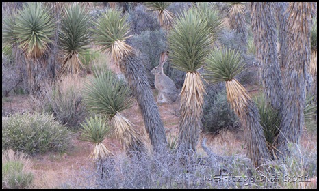 IMG_6185 jackrabbit IMG_6185 jackrabbit