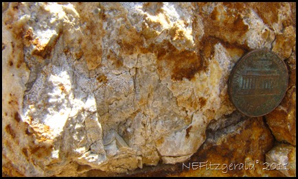 025_Fossils_In Chert_Nodule 025_Fossils_In Chert_Nodule