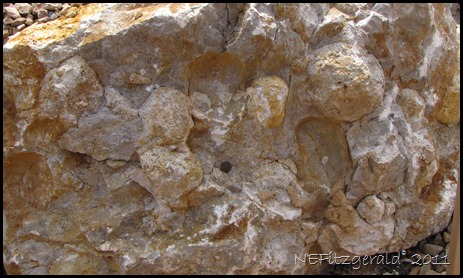 032_Chert Nodules_In_ Kaibab_ Limestone 032_Chert Nodules_In_ Kaibab_ Limestone