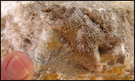 Bryozoan (2) Bryozoan (2)