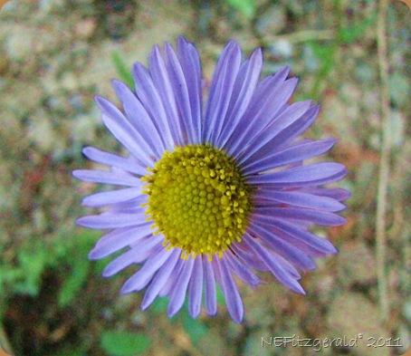 IMG_0251Fleabane_b IMG_0251Fleabane_b