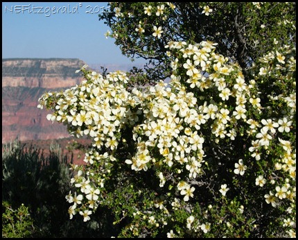 128_2859 CliffRose_Grand CanyonNP 128_2859 CliffRose_Grand CanyonNP