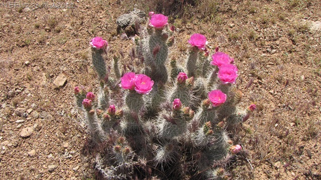 [(e)PricklyPear Cactus[8].jpg]
