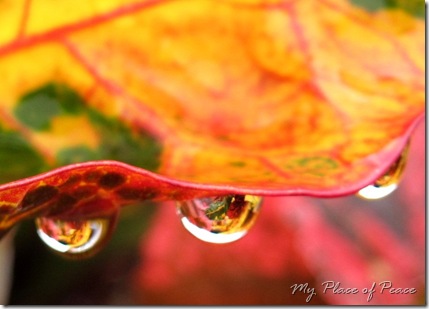 Leaf Reflection 4