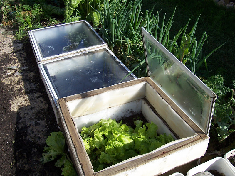 Makeshift greenhouses, hoop houses and cold frames
