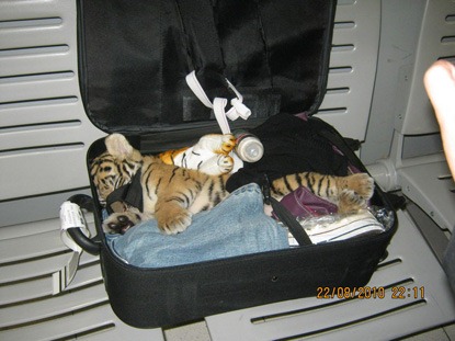 [Tiger Cub[4].jpg]