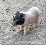 Pot Bellied Piglet