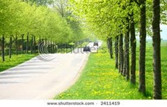 Spring Green Trees