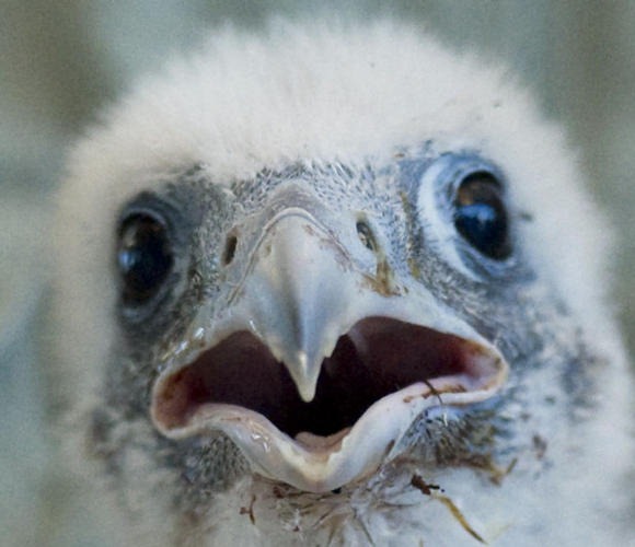 [Baby-Peregrine2.jpg]