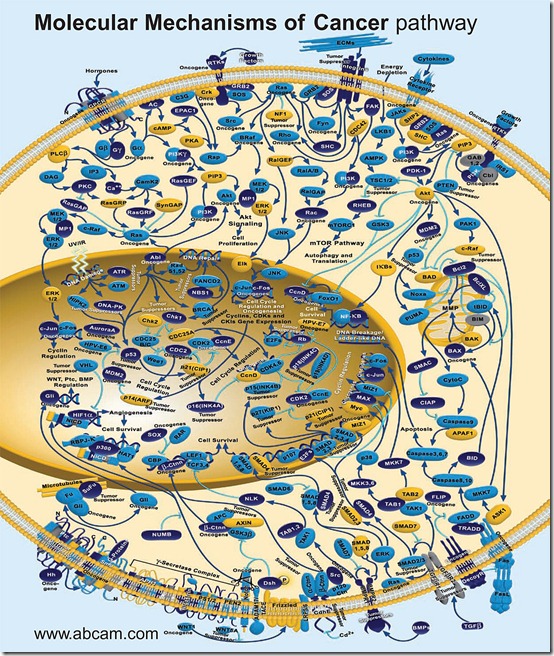 Stem Cell Makers