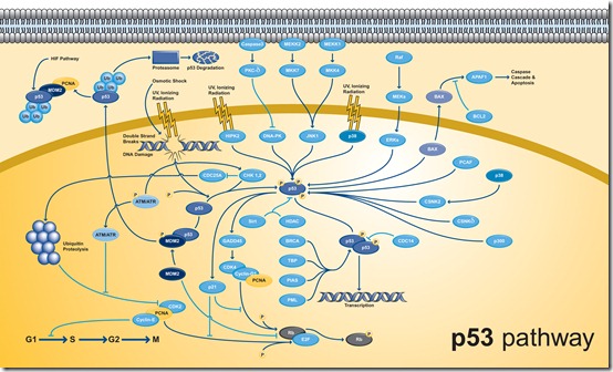 Stem Cell Makers