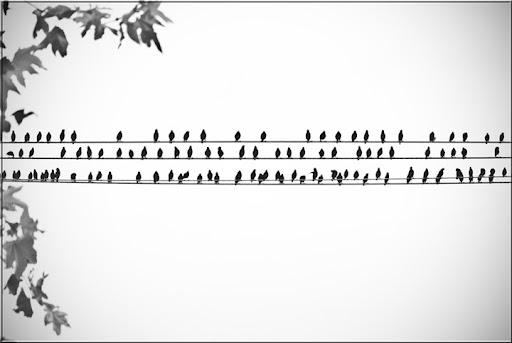 Bird Music