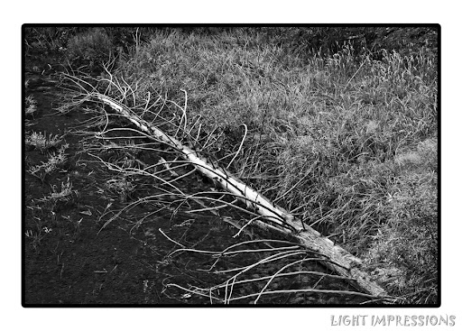 Fallen Tree