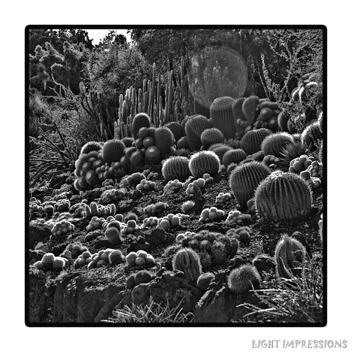 Cacti