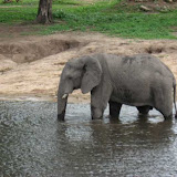 Chobe National Park, Botswana