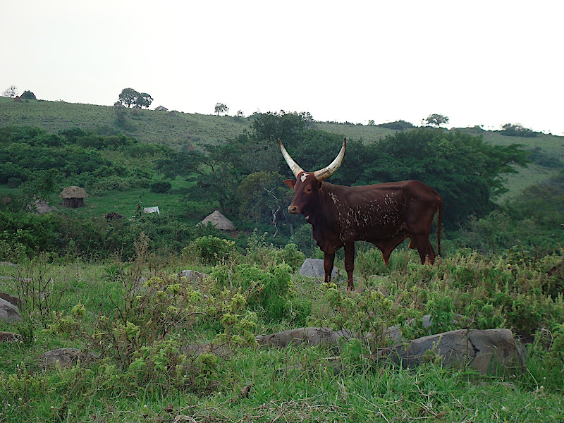 cow
