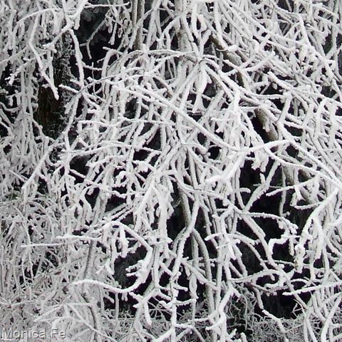 [fiocco di neve-9[7].jpg]