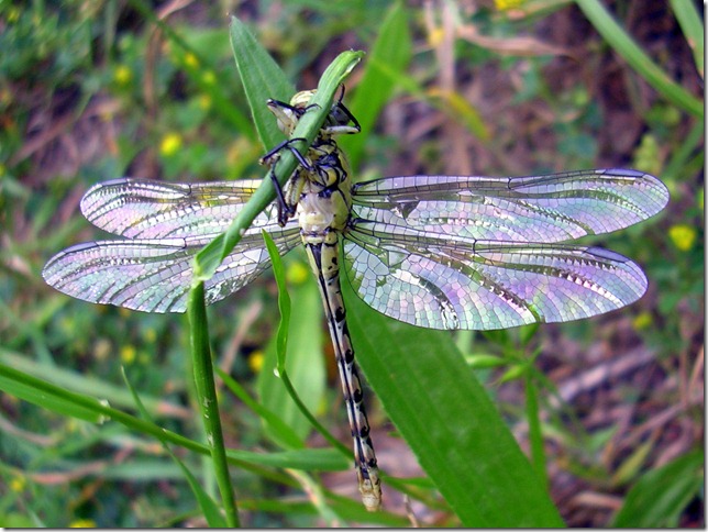 dragonfly-2