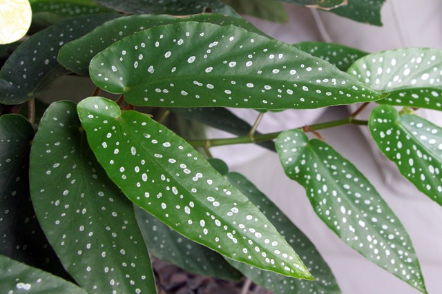 [dragonfly-27[3].jpg]