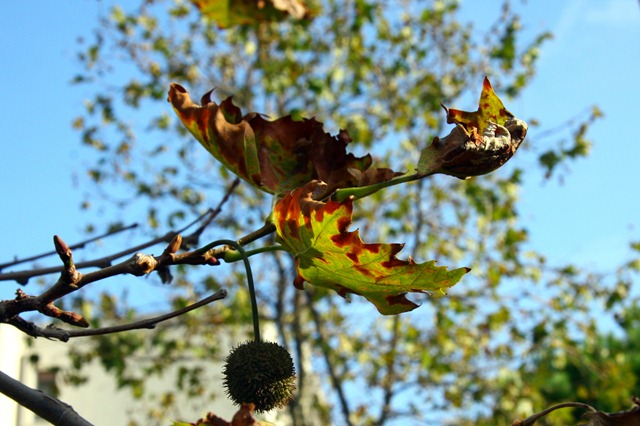 [Foglie spille-9[3].jpg]