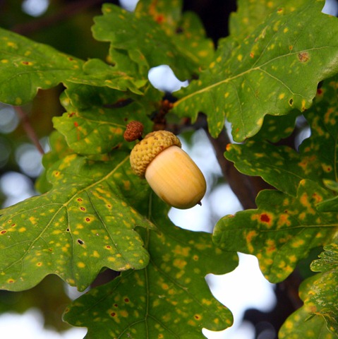 [SCOIATTOLI E MOSTO-10.jpg]