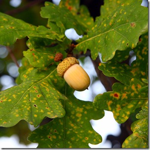 SCOIATTOLI E MOSTO-10