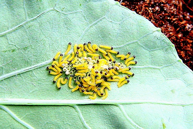 [Allevamentofarfalle21.jpg]