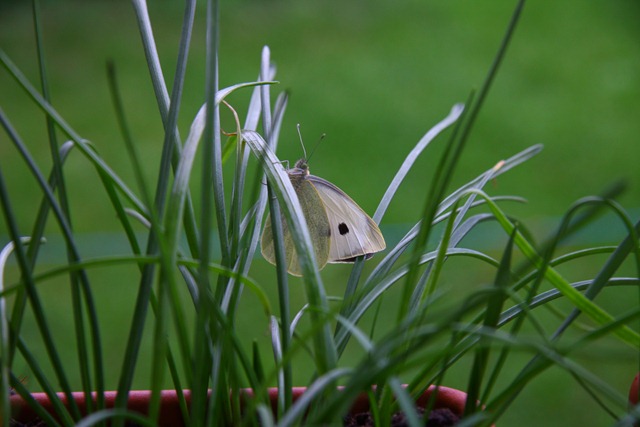 [Allevamentofarfalle16.jpg]