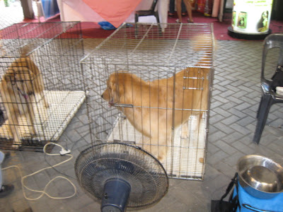 Swerte ng Labrador na to. hehe