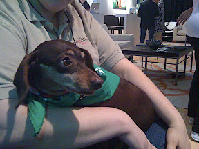 BlogHer 2010 Mascot: This cute pooch from the Bide-a-Wee animal shelter came looking for a home at BlogHer 2010 and could have very well become the conference mascot. 