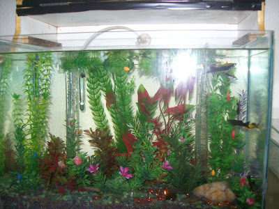 Platis, Espadas e Molinésias