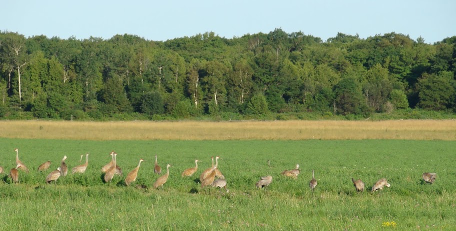 Crop-destroying Sandhill crane will be studied in Sudbury-Manitoulin