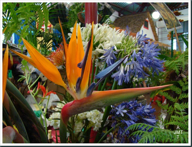 DSC03318-Funchal-marché-aux fleurs strelitzia agapanthe BW DSC03318-Funchal-marché-aux fleurs strelitzia agapanthe BW